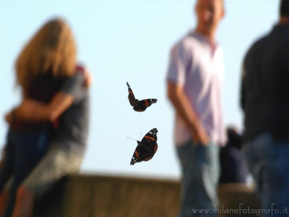 Montevecchia (Lecco, Italy) - Dogfight between two Vanessa atalanta butterflies